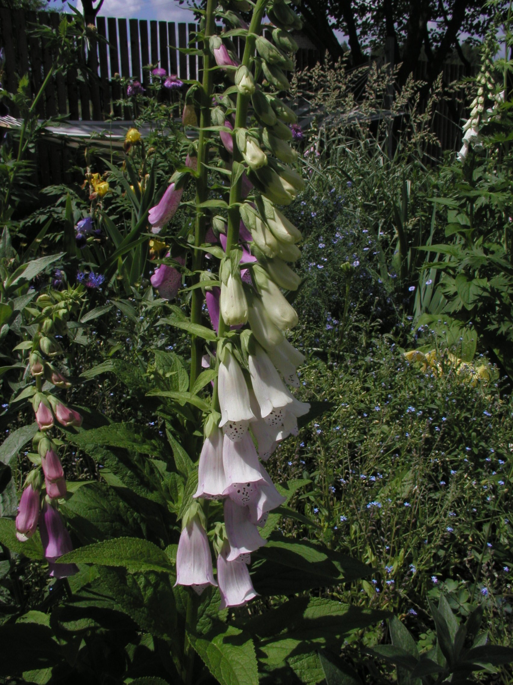 gambal_it's profile picture. Life is wonderfoul