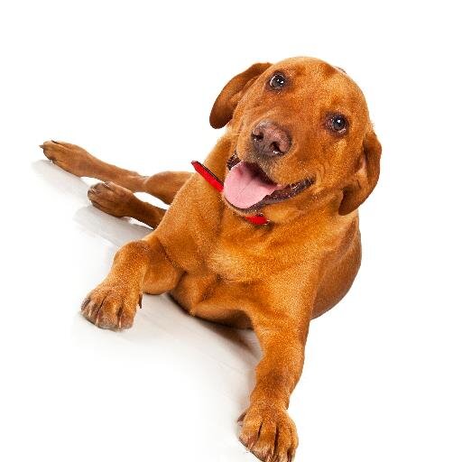 Buckpetfood's profile picture. Independent family run business that's been trading for 25 years