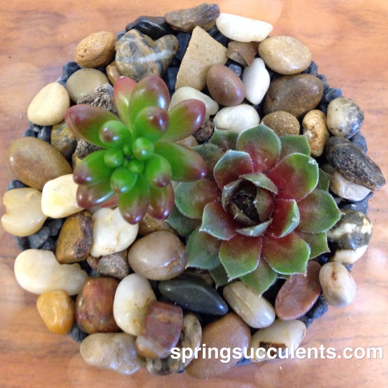 SpringSucculent's profile picture. East Bay | SF | Cali | terrariums | dish gardens | plant  arrangements | all occasions