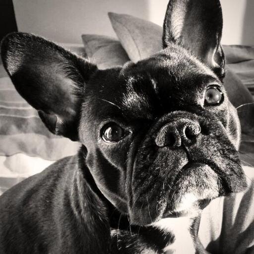 ixoxobouledogue's profile picture. Suivre les élucubrations d'un bouledogue français