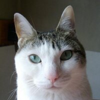 チャイ工房 (@chaikobo) 's Twitter Profile Photo チャイ工房 (@chaikobo) 's Twitter Profile Photo