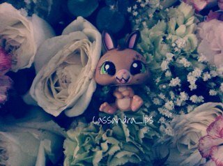 lpscassandra19's profile picture. LPS, Rainbow Loom, Student, Purple, Gymnastics