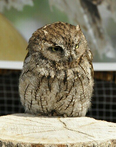 forexample68's profile picture. 三鷹、春から国音。怪しいものではありません