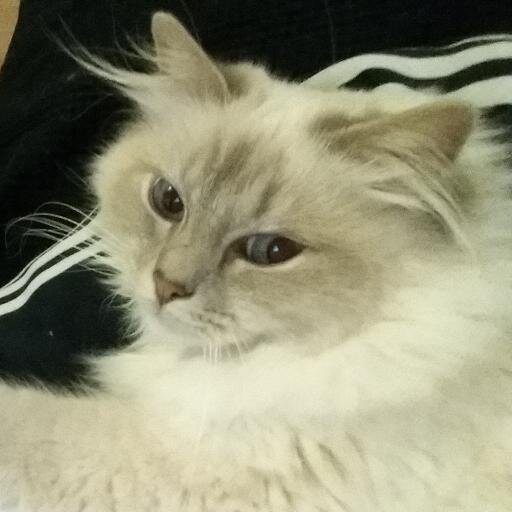 YayounP974's profile picture. 