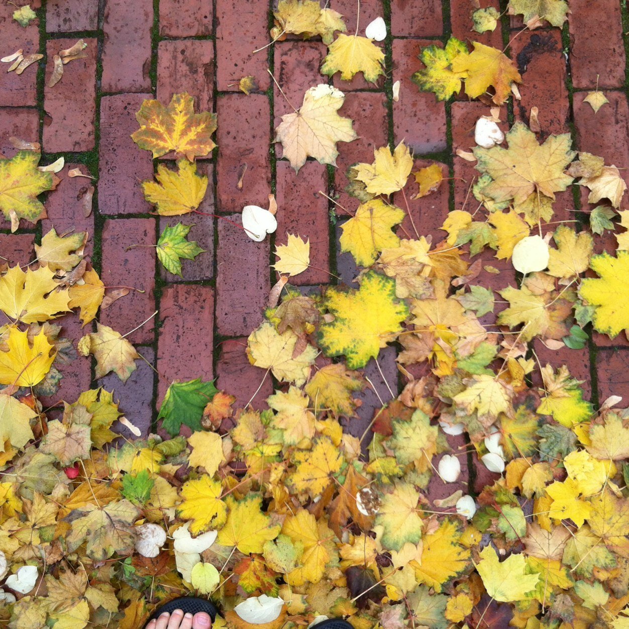 inglis_mash's profile picture. 