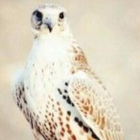 خـالـد الـعـازمـي (@gho954) 's Twitter Profile