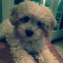 Nelson harvey - @NelsonDoodle - Twitter