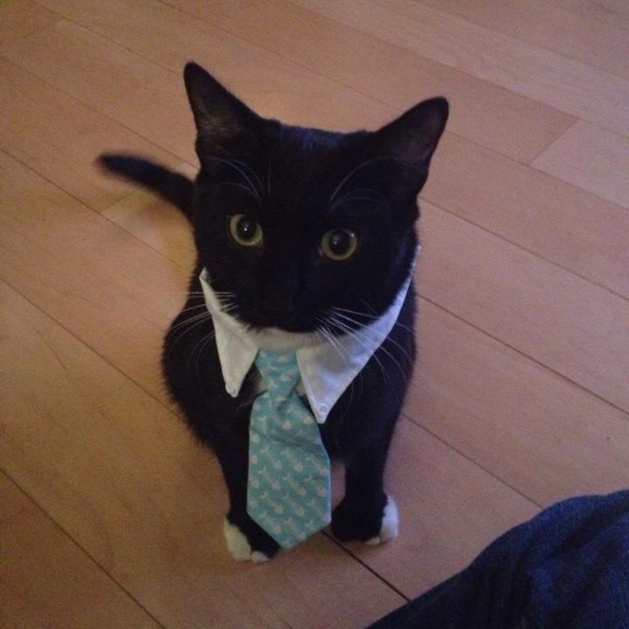 elvis, ninjas, random cat nonsense, and occasional rants wrt software development. not necessarily in that order.  married to @laila_jane or so she tells me.