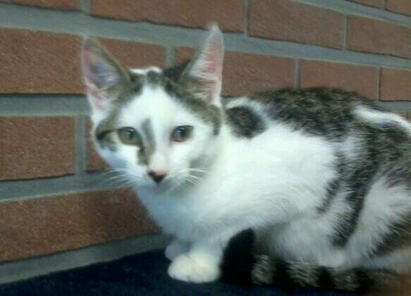 Mommy @TigerOfScream Daddy @Blizzardpaw_ Sis @DutchWarriorCat Sweet,Hyper,Evil kit. #Unborn #Tom #Single