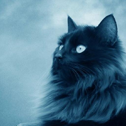 Music lover! :) #country music #rockabilly #rock #blues #jazz  #AlwaysFollowback #Followback  'If the cat ain't happy — ain't nobody happy' #pets #cats #dogs