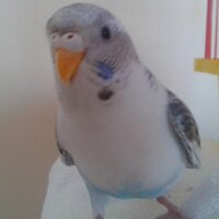 flzyn (@_filizz_) 's Twitter Profile