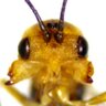 hayabusa_sf's profile picture. A Curator of Osaka Museum of Natural History Coleoptera / Braconidae / Taxonomy / Ethology