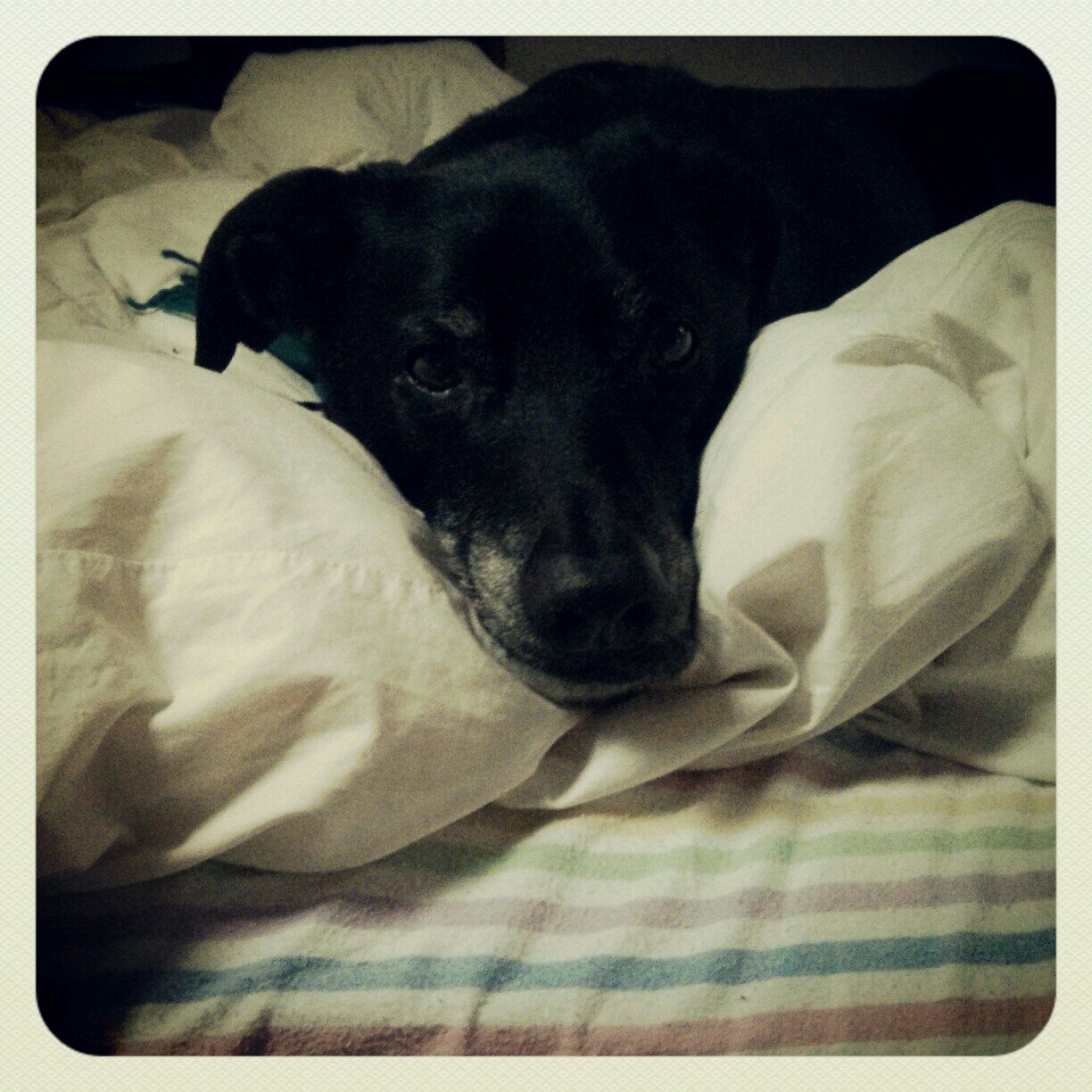 blackdogadventu's profile picture. A dog friendly guide to Cornwall. Great walks, places to eat & drink, gardens to visit and beaches to stroll. #dogfriendlycornwall