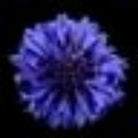 Chaber (@interszansa) 's Twitter Profile