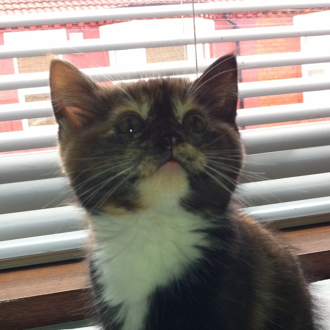 McleanNicola's profile picture. open to a new challenge