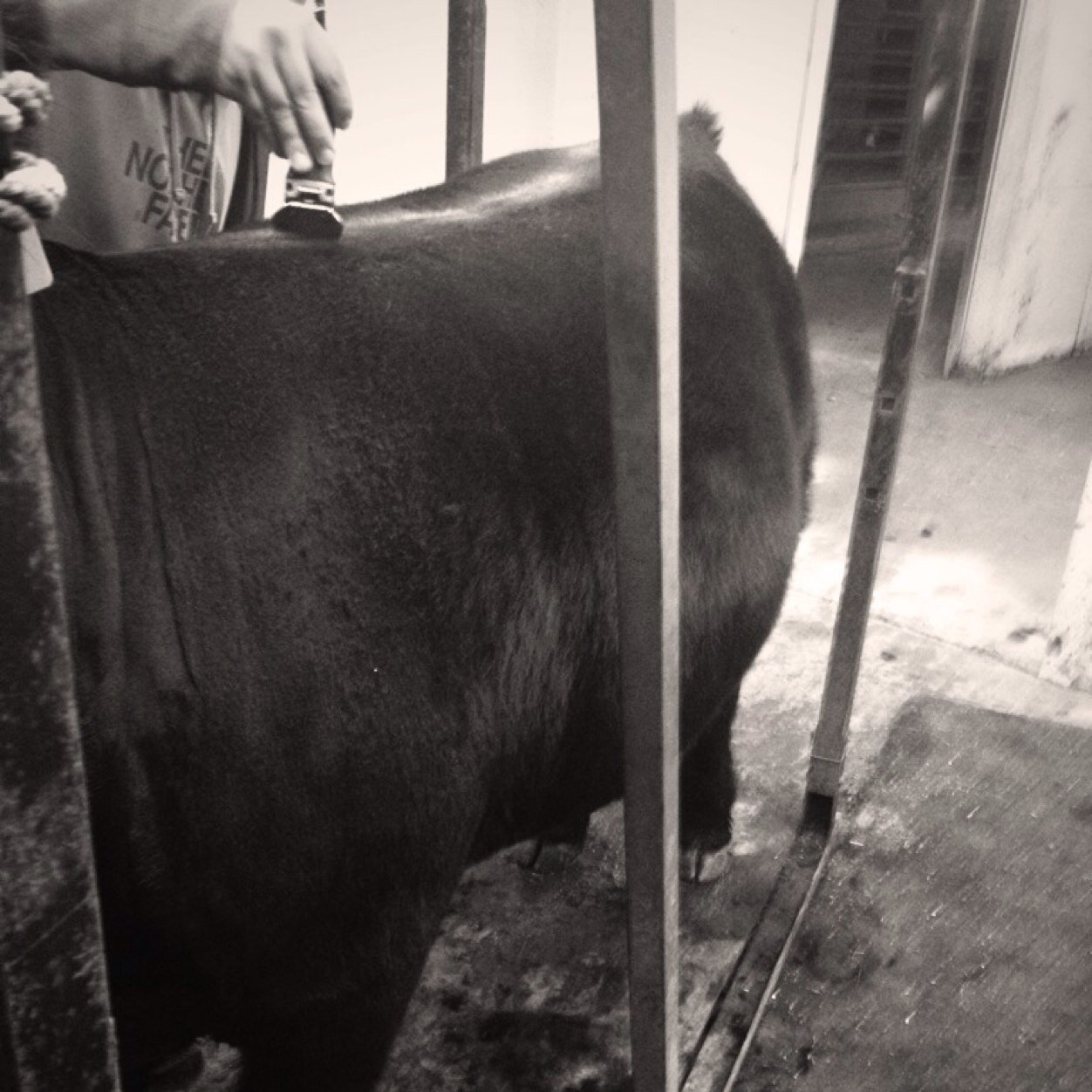 Just a cattle showin sweetheart in the heart of the bluegrass
