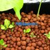 PhillyAquaponics (@phillyaquaponic) Twitter profile photo