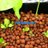 PhillyAquaponic's profile image