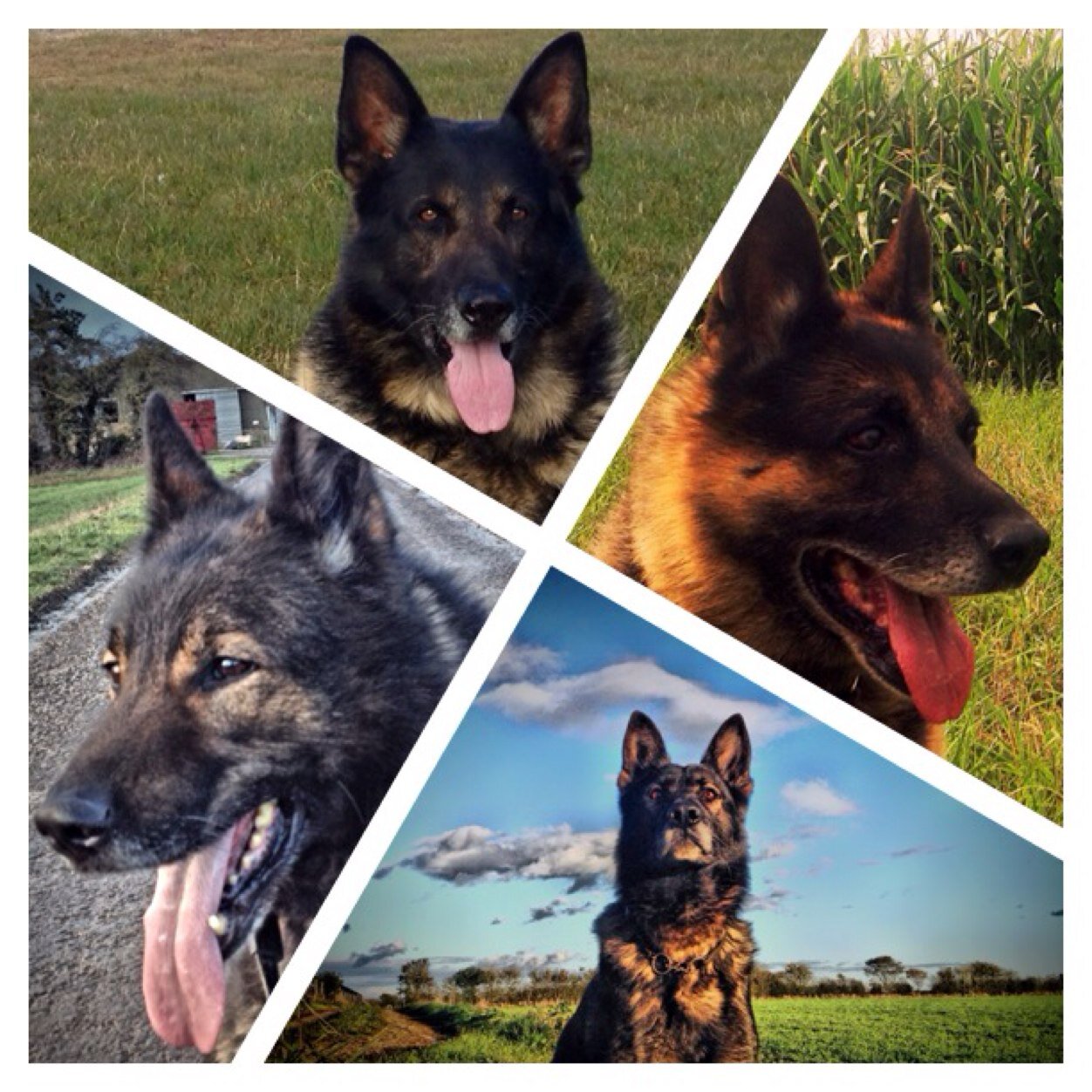 Anaerobic Digester operator, welsh cobs, Banger racing, Bee keeper. Ex Pig farmer. RET police GSD's Dre & Jake. Jack of all Trades. Gloucestershire