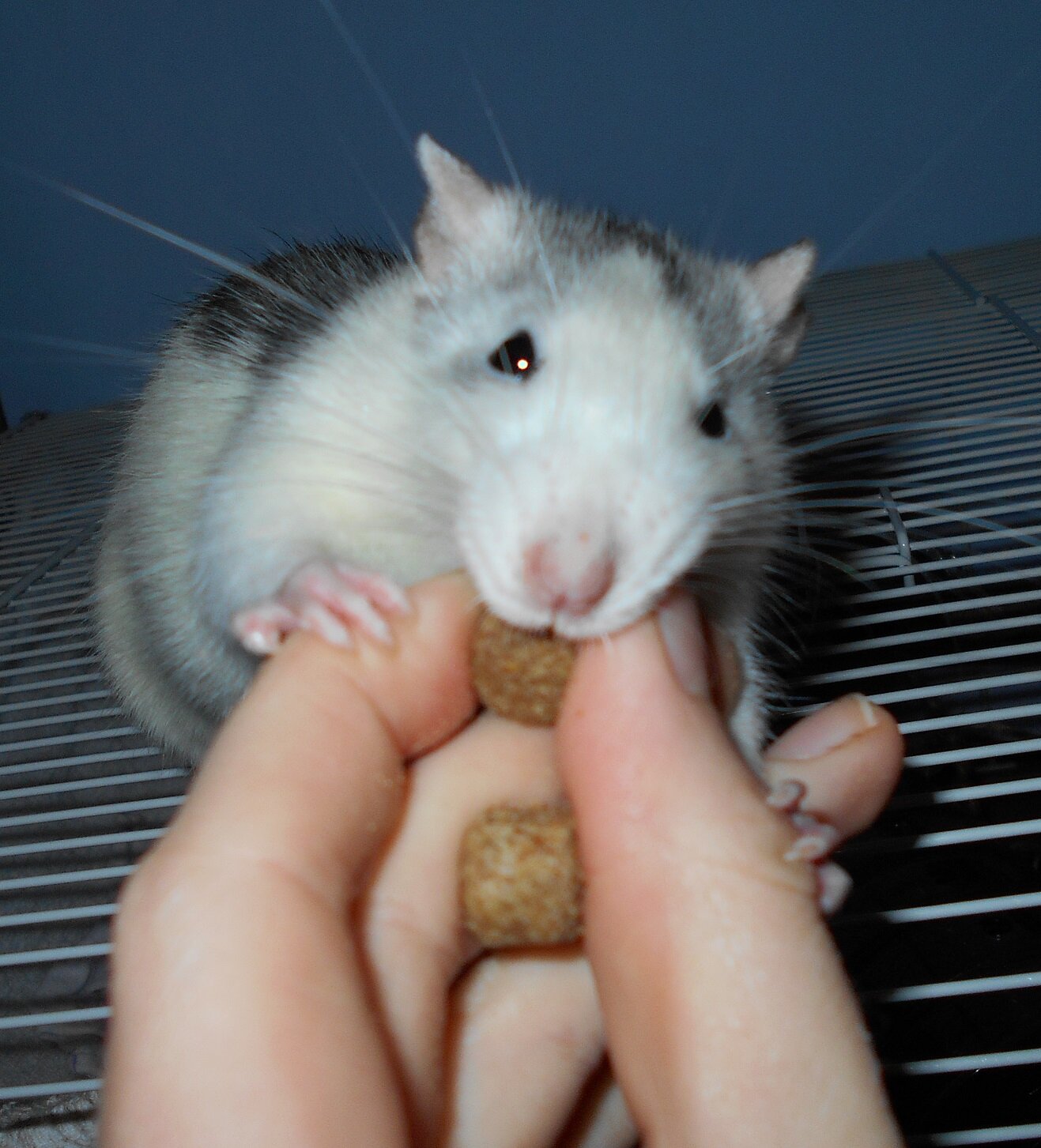 Cranky_Critter's profile picture. Artsy, OCD-cursed, rat-enthusiast🌹🇪🇺