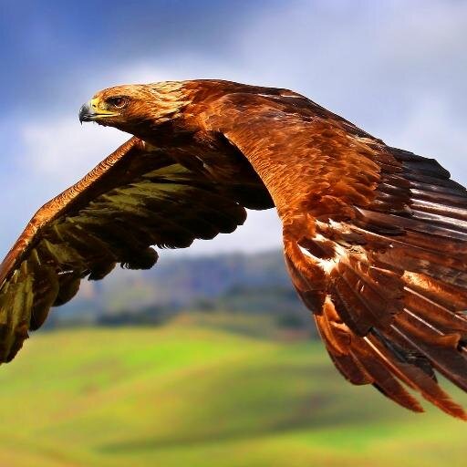 lin_rui's profile picture. 