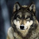 Norm Wilson - @NormWilson1 - Twitter