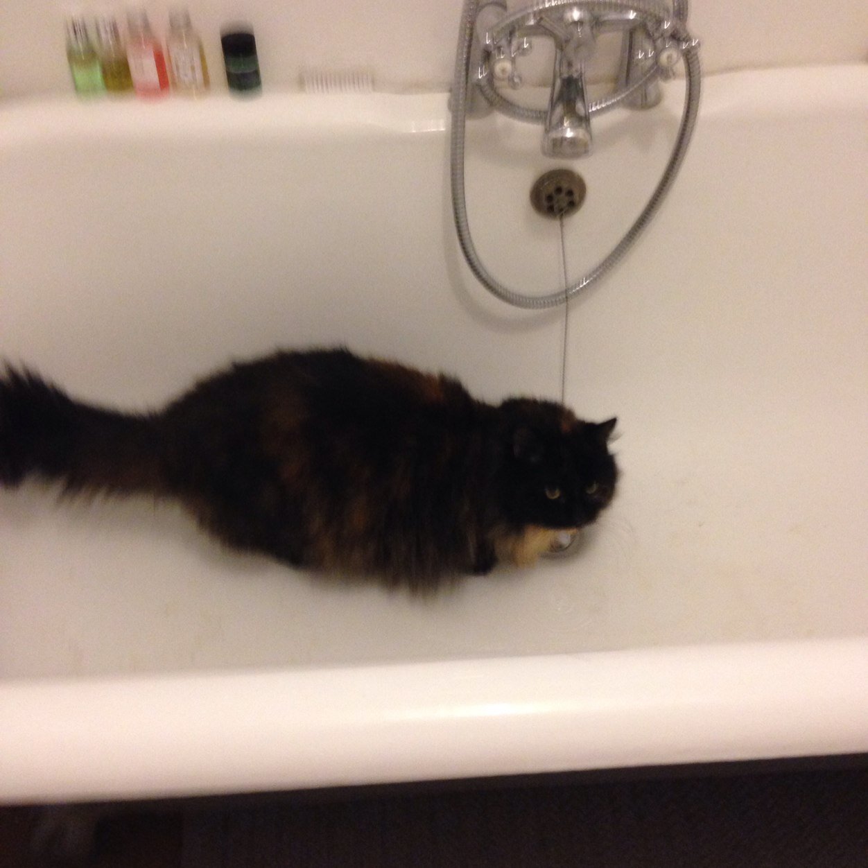 Main Coon female stray from City Farm Vauxhall. Enjoys rabbits, ducks, owls, taunting dogs & pond fish. Favourite composers Britten and Schubert. Loves people!!