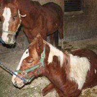 Rivers Edge Horse Rescue and Sanctuary (@rescuehorse) Twitter profile photo