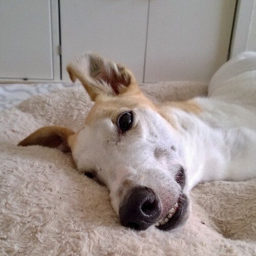 I'm an ex-racing greyhound living the good life. My racing name was Tarquynn Crash. I'm in love with a lurcher called Doris.Birthday 01.05.2007