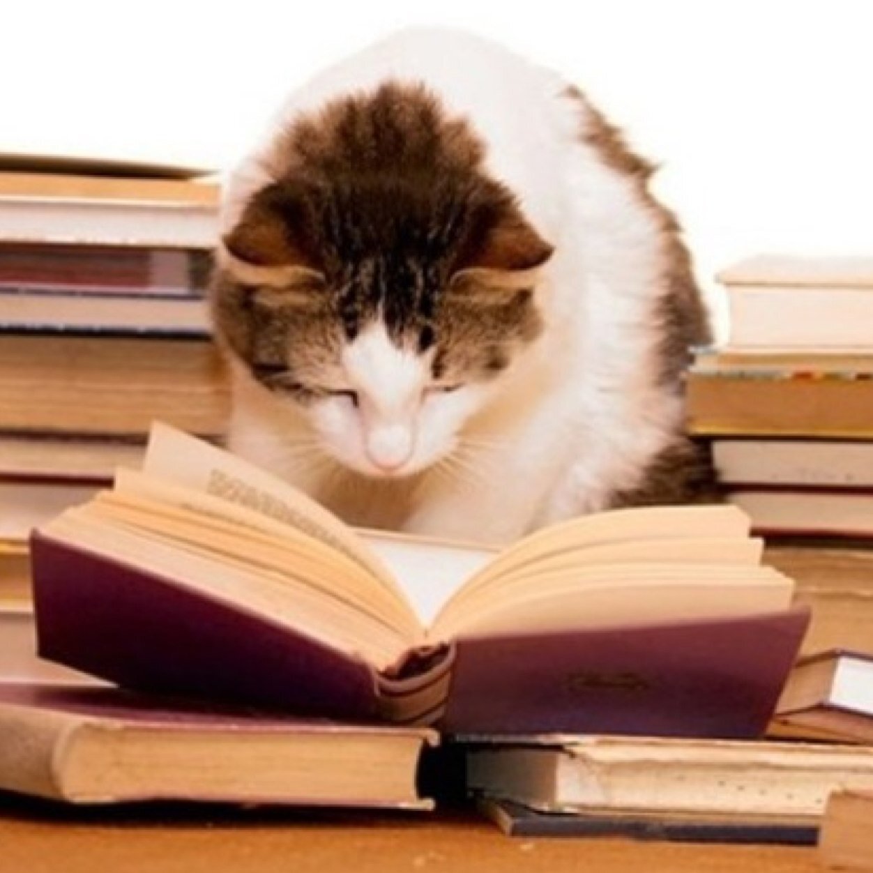 miss_kts's profile picture. I'll let you live if you let this die. 
🏳️‍🌈   💗💜💙