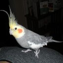 Lorene Ward - @Spikiemom - Twitter