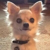 LORNA ROUTLEDGE (@missroutledog) 's Twitter Profile Photo LORNA ROUTLEDGE (@missroutledog) 's Twitter Profile Photo