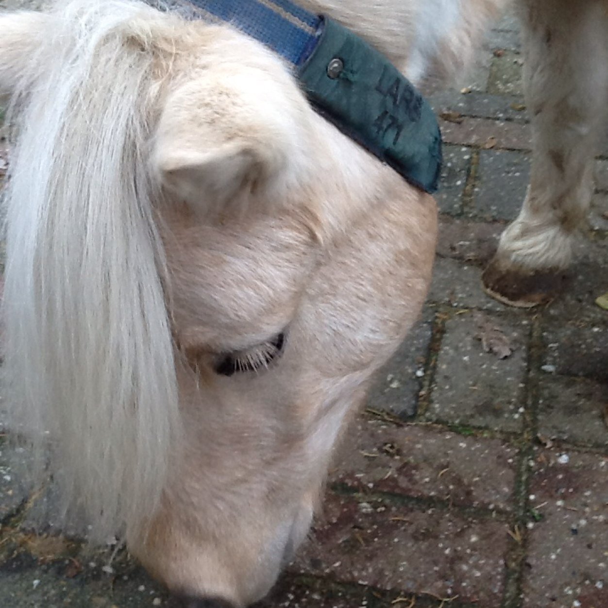 ik b en emma de wulf ik ben 13 jaar ik heb 2 paarden trixie en ampolo ik hou vbeel van ze thats me!!!!!!!!!!!