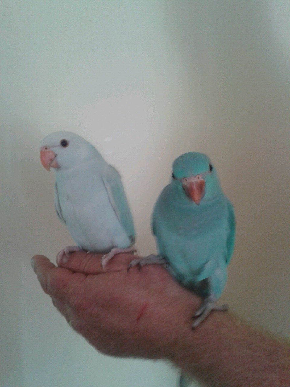 birdman01966's profile picture. 