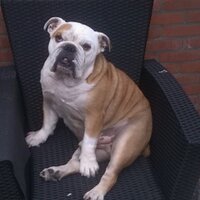Stefan vd Ven (@stefan_ven) 's Twitter Profile
