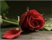 قـــــدوتـــــي. محمــــد صلـــــــــــﯽ اللـــه عليـــــــه وســـــلــم فــي هــذه الحيـــــاه استغفــــــار اللـــــــﮩ واتــــــــوب الـــيـــــــﮩ