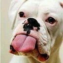 roberto alas - @lomodeaguja - Twitter