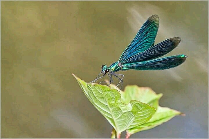 dragonflye16's profile picture. La maladie nous permet de prendre conscience de toutes ces petites choses précieuses de la vie qui nous entourent.