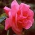 WomanofPraiseQuotes (@womanofpraisequ) Twitter profile photo WomanofPraiseQuotes (@womanofpraisequ) Twitter profile photo