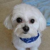 thedogbiscuitin's profile picture. We specialize in socialzed (cage-free) daycare and overnight boarding for small to medium dogs in Poway, CA.  Your small dog will love staying with us!