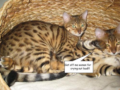 Two bengal cats