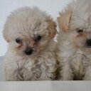 MILTON RAMIRO OÑATE  - @GORDOOATE - Twitter