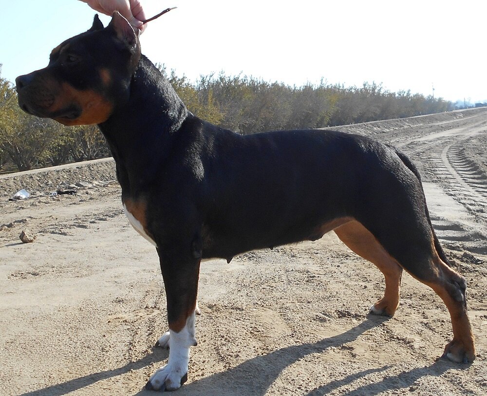 American Bully Kennel, Handling, Training