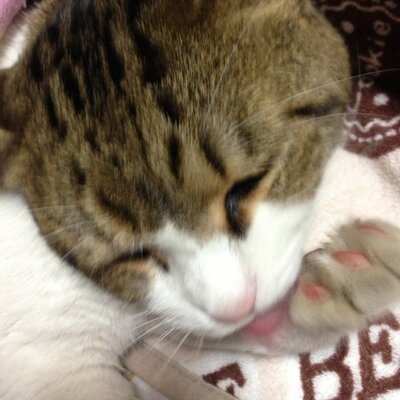 野猫