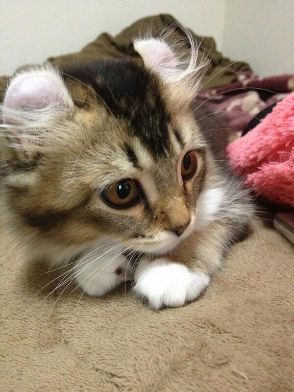 ねこグッズも日々進化していて、色々なものが出ていますよね。猫好きとしてはたまりません♪( ´▽`) そんなグッズを紹介していきます。