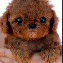 briana fleming - @PrinessBriana - Twitter