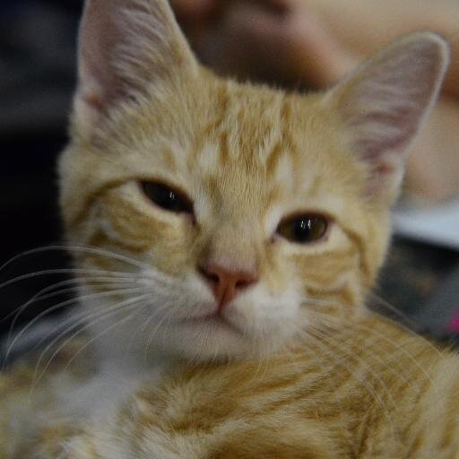 his4lambs77's profile picture. 