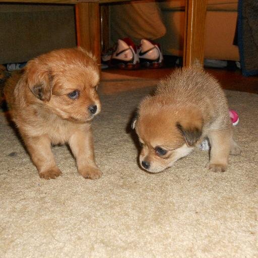 We are brudders who wike 2 chew evewyting and poop evewywhere! ....you're welcome   Puggleranians Rule!