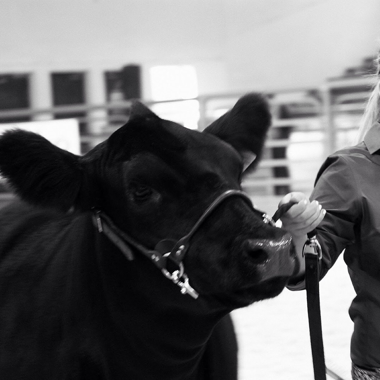 Live, Breath, Show. I love angus cattle and hockey.