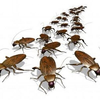 Tucson Exterminating